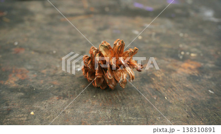 Pine cone on wood background 138310891