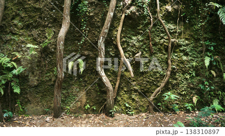 The roots of a tree in the jungle. Nature landscape environment. The roots of a tree in the jungle. Nature landscape environment. 138310897