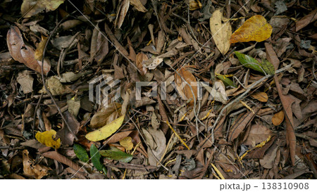Fallen leaves on the ground. Autumn background. Selective focus. Fallen leaves on the ground. Autumn background. Selective focus. 138310908