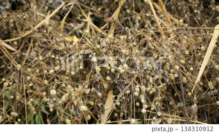 Dry flax seeds in the field, closeup of photo. Dry flax seeds in the field, closeup of photo. 138310912