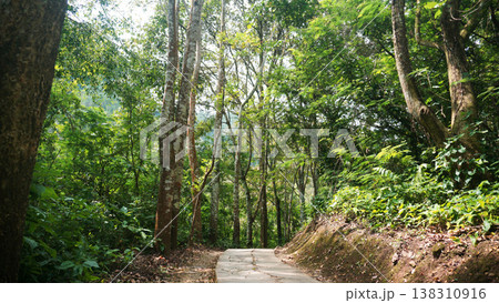 Trail in the rain forest of Taman Hutan Raya Bandung. Nature walkway. Trail in the rain forest of Taman Hutan Raya Bandung. Nature walkway. 138310916