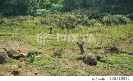 Deer life in the wild. Deer life in the wild. 138310925