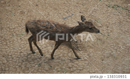 deer walking in the zoo. deer walking in the zoo. 138310931