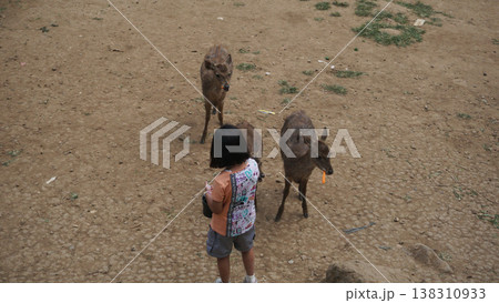 A young girl feeds deer in captivity. A young girl feeds deer in captivity. 138310933