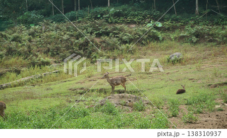 Deer standing on field in the forest background. Deer standing on field in the forest background. 138310937