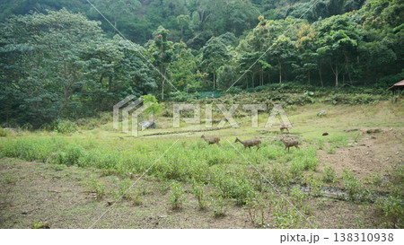 A herd of wild red deer in the distance eating grass with a forest background A herd of wild red deer in the distance eating grass with a forest background 138310938