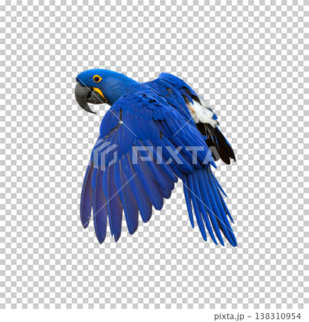 vector illustration of a blue bird vector illustration of a blue bird 138310954
