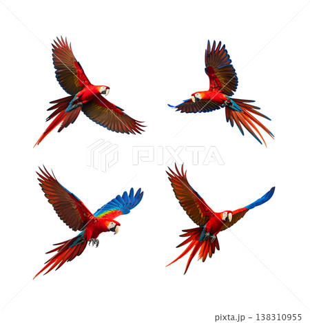 colorful birds isolated on white background 138310955