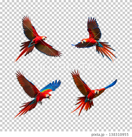 colorful birds isolated on white background colorful birds isolated on white background 138310955