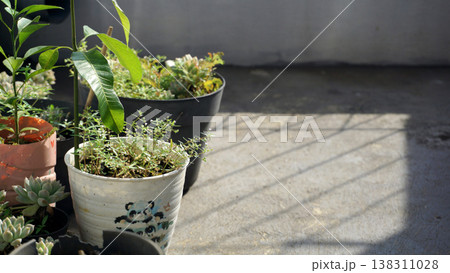 Small plants in pots on the windowsill of the house. Gardening concept in front of house. Small plants in pots on the windowsill of the house. Gardening concept in front of house. 138311028