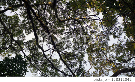 Tropical forest view from below to the sky. Nature background. Tropical forest view from below to the sky. Nature background. 138311043