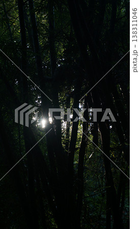 Sunlight through the trees in the dark forest. Sunlight through the trees in the dark forest. 138311046