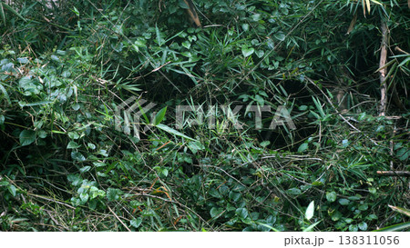 green leaves on the ground in the forest, shrub, lush bushes. green leaves on the ground in the forest, shrub, lush bushes. 138311056