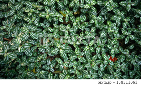 Green leaves background in the garden. Small white leaves texture pattern. Green leaves background in the garden. Small white leaves texture pattern. 138311063