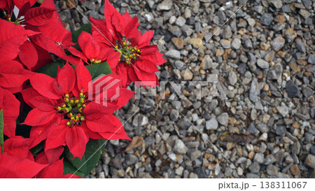 Red poinsettia flowers on gravel background. Christmas and New Year decoration. Red poinsettia flowers on gravel background. Christmas and New Year decoration. 138311067