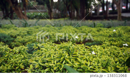 Green yellow leaves plant with white flower in the garden. Natural background. Green yellow leaves plant with white flower in the garden. Natural background. 138311068