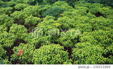 Green leaves in the garden, nature background and copy space for text. Green leaves in the garden, nature background and copy space for text. 138311069
