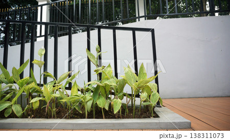 Houseplant growing in the moden garden with black iron fence. Room decor. Houseplant growing in the moden garden with black iron fence. Room decor. 138311073