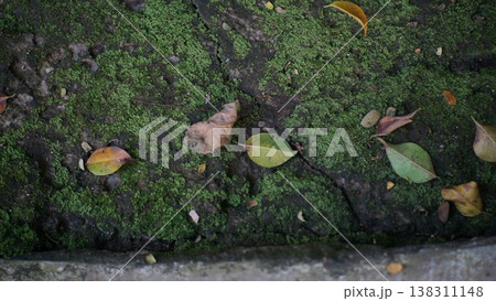 Green moss on the cement floor with fallen leaves in the background. 138311148