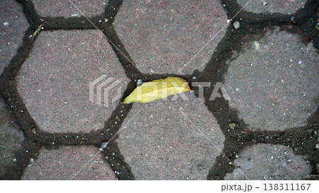 Yellow leaf on the pavement in the city park, closeup of photo. 138311167
