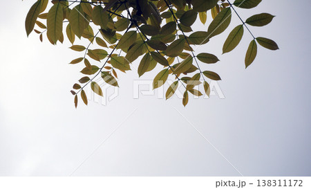 Leaves of tree with blue sky background and space for text. 138311172