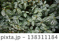 Abstract green white leaves texture, leaf foliage nature dark green background. 138311184