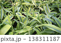 Background of green yellow leaves of lily of the valley plant. 138311187