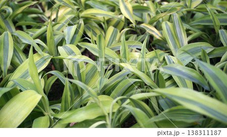 Background of green yellow leaves of lily of the valley plant. 138311187