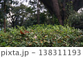 Leaves and trees in the garden in the rainy season. 138311193
