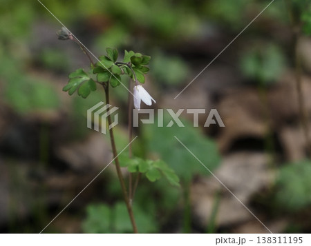 ヒメウズの花 ヒメウズの花 138311195