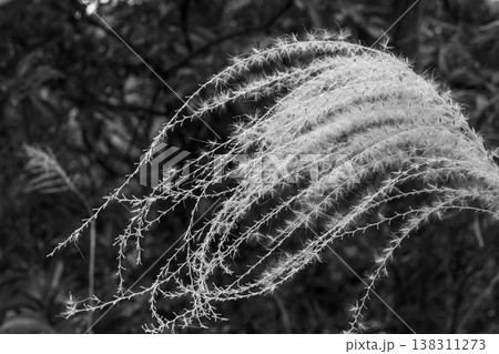 冬の山　ススキの穂のモノクロームのクローズアップ46 138311273