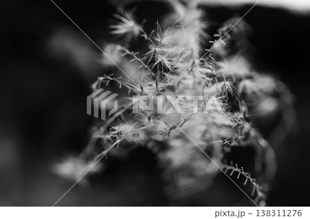 冬の山　ススキの穂のモノクロームのクローズアップ49 138311276