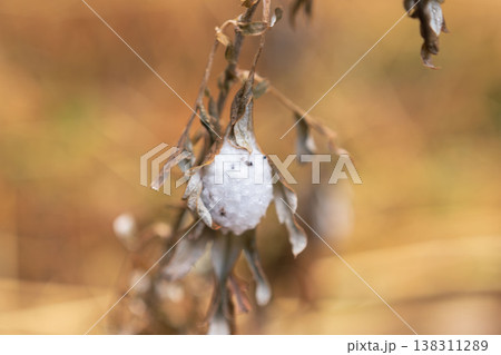 冬の森　枯れ草に付いていた白い繭01 138311289