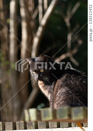 座って見つめる野良猫　 138311452