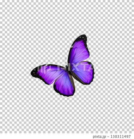 An illustration of a beautiful long-tailed butterfly on a white background. 138311497