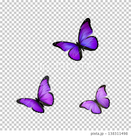 An illustration of a beautiful long-tailed butterfly on a white background. An illustration of a beautiful long-tailed butterfly on a white background. 138311498