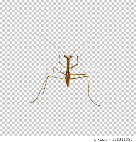 A close-up macro image of a green praying mantis, a predator, isolated from a white background. A close-up macro image of a green praying mantis, a predator, isolated from a white background. 138311550