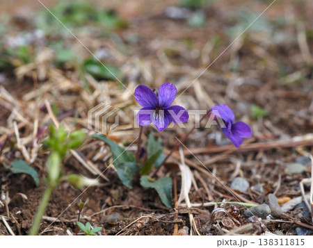 春の訪れを告げる六義園のすみれの花 春の訪れを告げる六義園のすみれの花 138311815