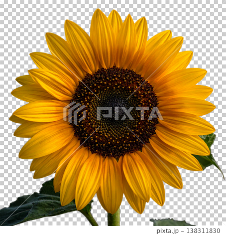 A beautiful, bright yellow sunflower, with its green leaves and seeds, is separated against a white background. A beautiful, bright yellow sunflower, with its green leaves and seeds, is separated against a white background. 138311830