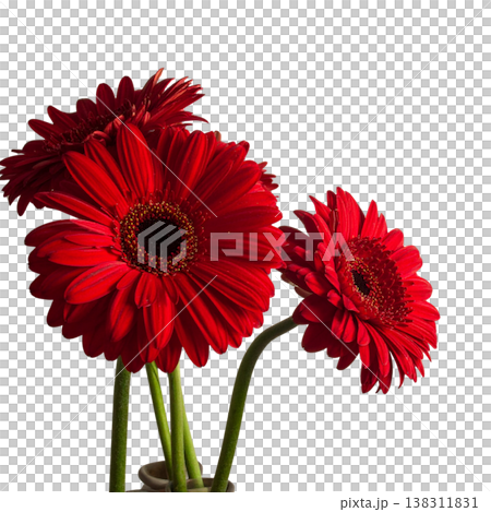 Bright red gerbera flowers with delicate petals against a white background. Bright red gerbera flowers with delicate petals against a white background. 138311831