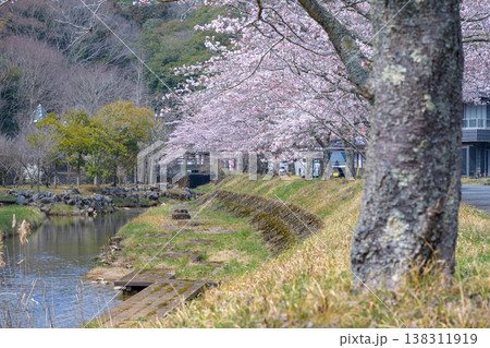 春の川辺を彩る満開の桜並木と清流 春の川辺を彩る満開の桜並木と清流 138311919
