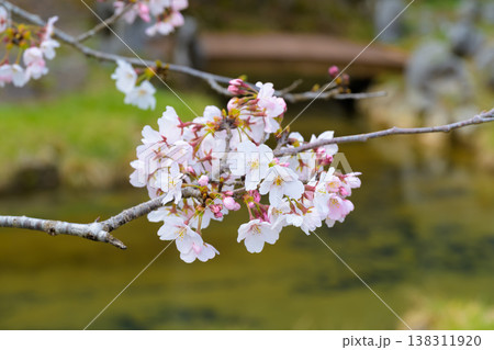 春の川辺を彩る満開の桜並木と清流 春の川辺を彩る満開の桜並木と清流 138311920