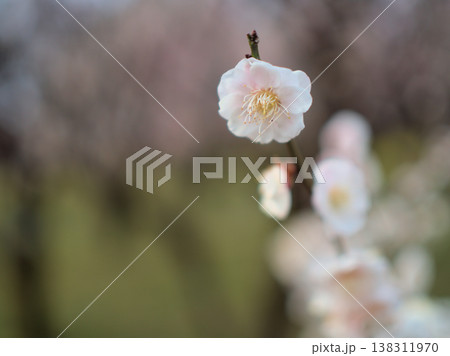3月に美しく咲いたウメ「思いの儘(オモイノママ)」 3月に美しく咲いたウメ「思いの儘(オモイノママ)」 138311970