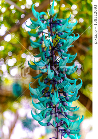 ヒスイカズラ 138312093