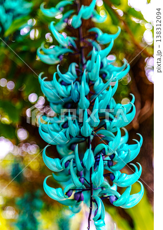 ヒスイカズラ 138312094