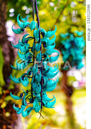 ヒスイカズラ ヒスイカズラ 138312096