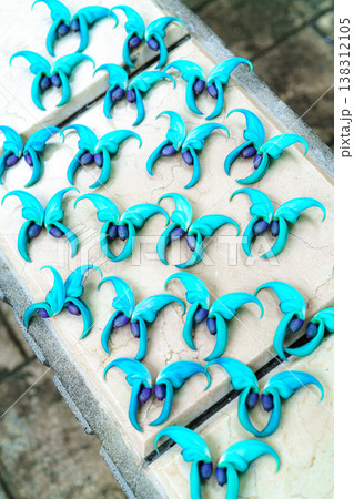 ヒスイカズラ 138312105