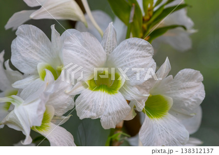 ラン科植物の洋ランの花クローズアップ 138312137