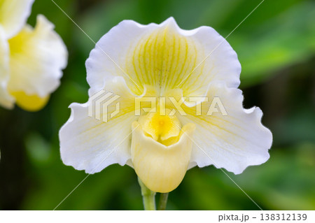 ラン科植物の洋ランの花クローズアップ ラン科植物の洋ランの花クローズアップ 138312139