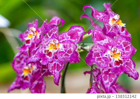 ラン科植物の洋ランの花クローズアップ 138312142